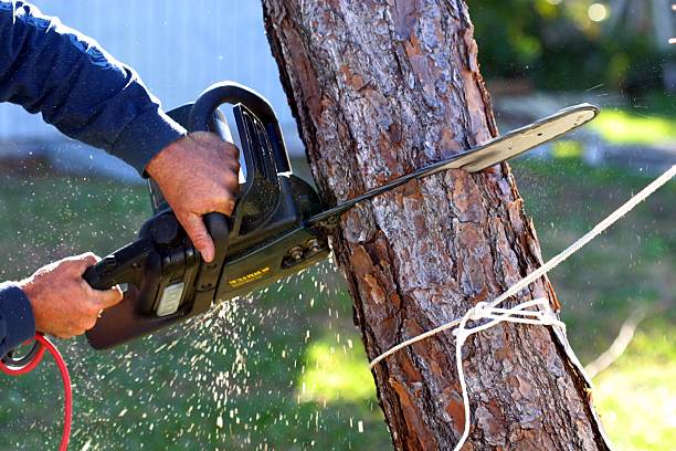  La Mesa, CA Tree Services Pros