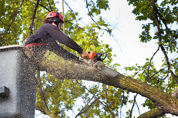 Mulching Services in La Mesa, CA