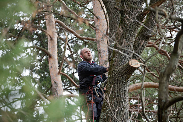 How Our Tree Care Process Works  in  La Mesa, CA